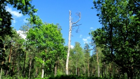 Lastelinn